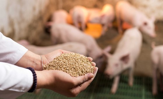 Landwirtin hält Granulatfutter für Ferkel in den Händen. Diese sind unscharf in einem Stall im Hintergrund zu erkennen.