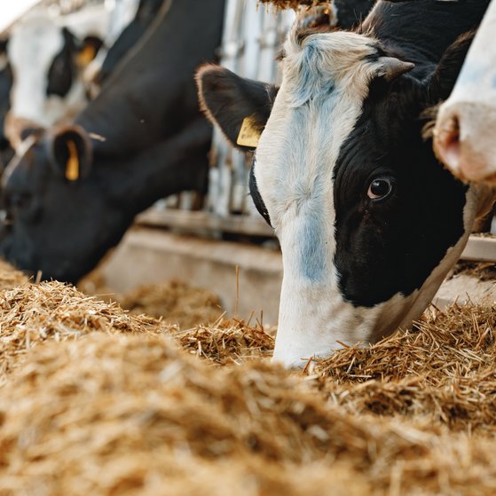 Futtermittel Rinder, Kühe stehen in einer Reihe und fressen Heu, im Stall.