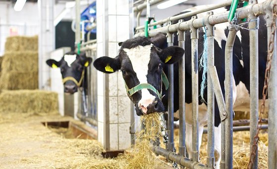 Nutztier, BSE, Mikrobielle Risiken, Tierwohl, Futtermittel Rind, Kuh steht im Stall