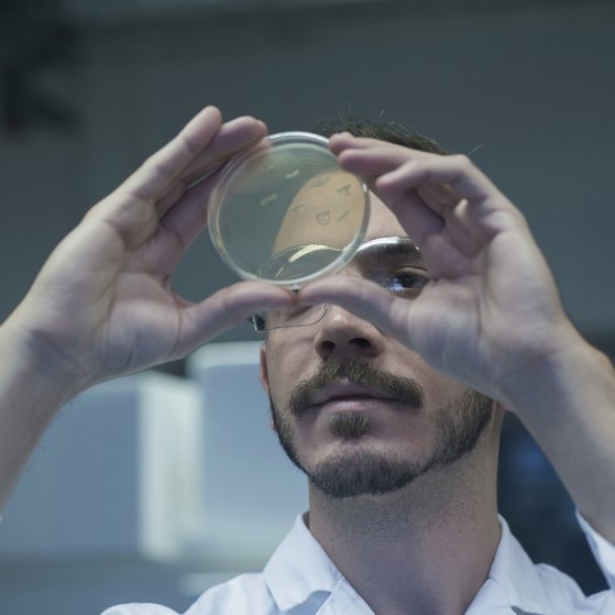 Mikrobielle Risiken Männliche Person im weißen Kittel hält Petrischale in die Höhe und schaut sich Ager an.