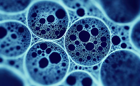 Toxikologie Mikroskopaufnahme von Zellen.