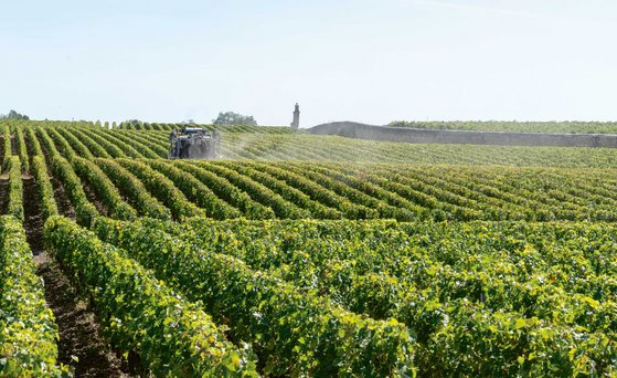 Pflanzenschutzmittel Chemische Behandlung der Weinreben, Maschine fährt durch Weinberg, sieht Sprühregen des Pflanzenschutzmittels.