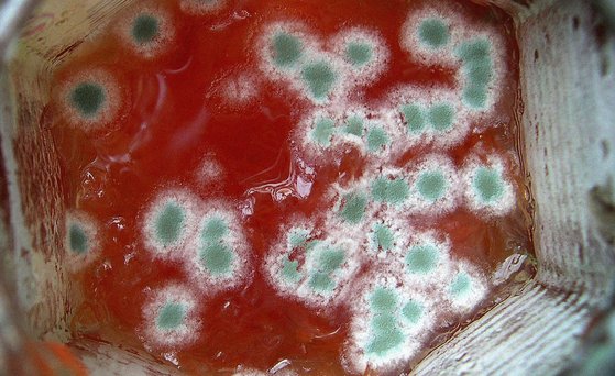 Grüner Schimmelpilz.