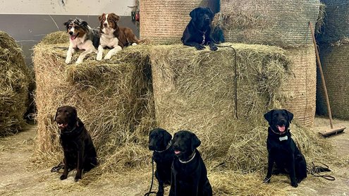 Sieben Hunde sitzen auf oder vor Heuballen in einer Scheune