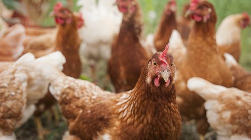 Chickens standing on grass Chickens standing on grass